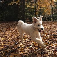 a white dog runs through the woods of autumn