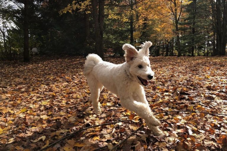 a white dog runs through the woods of autumn