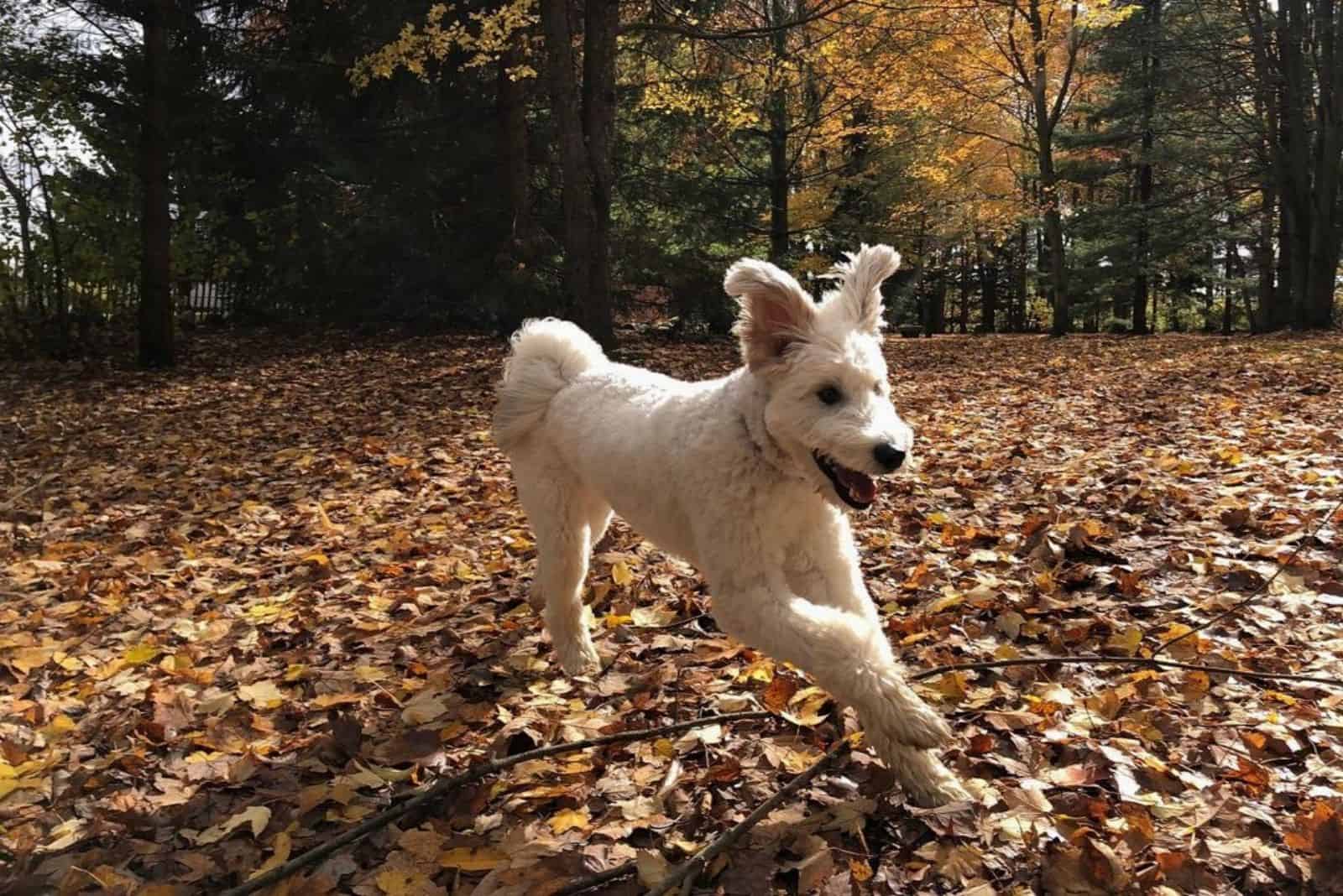 Husky Poodle Mix: What To Know Before Getting A Poosky