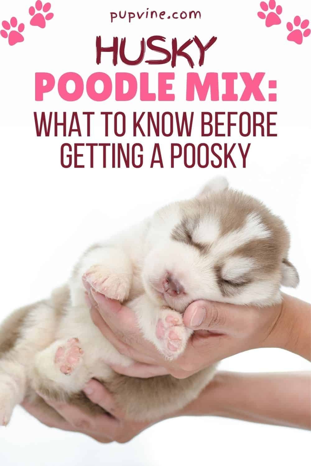 Husky Poodle Mix What To Know Before Getting A Poosky