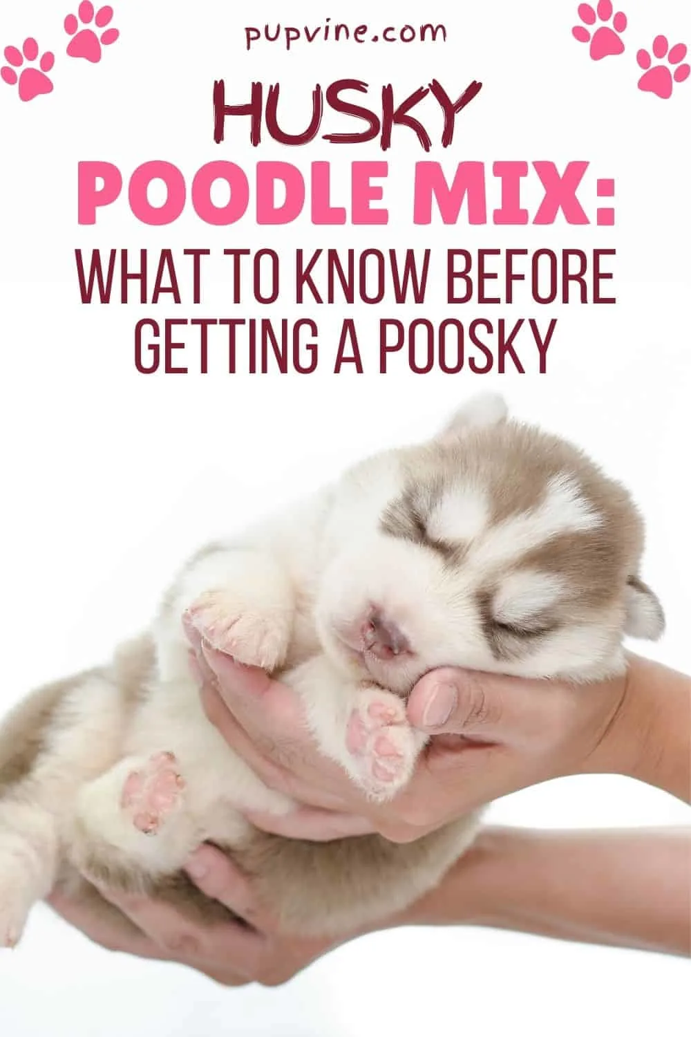 Husky Poodle Mix What To Know Before Getting A Poosky