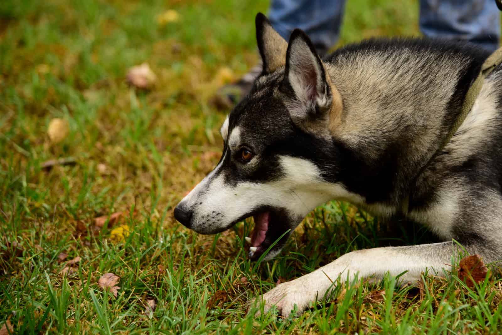 An aggressive Husky dog tries to bite