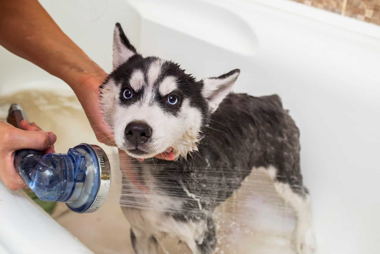 Husky puppy bathing with water and shampoo