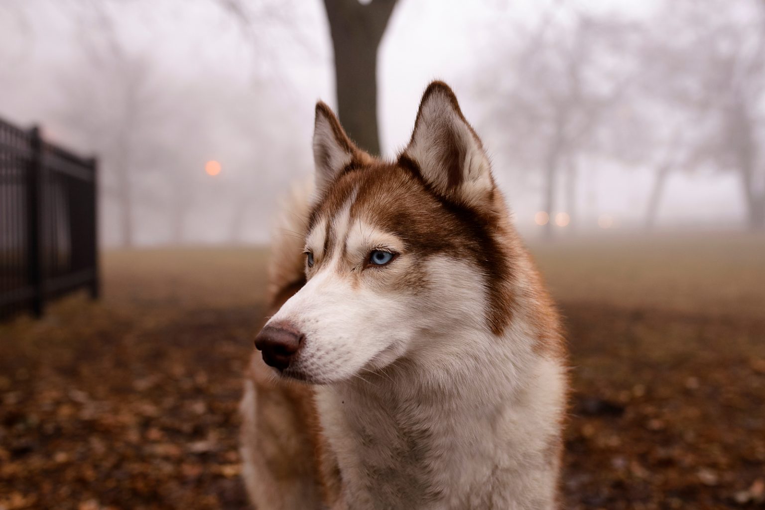 Are Huskies Aggressive? Dogs' Behavioral Issues Explained