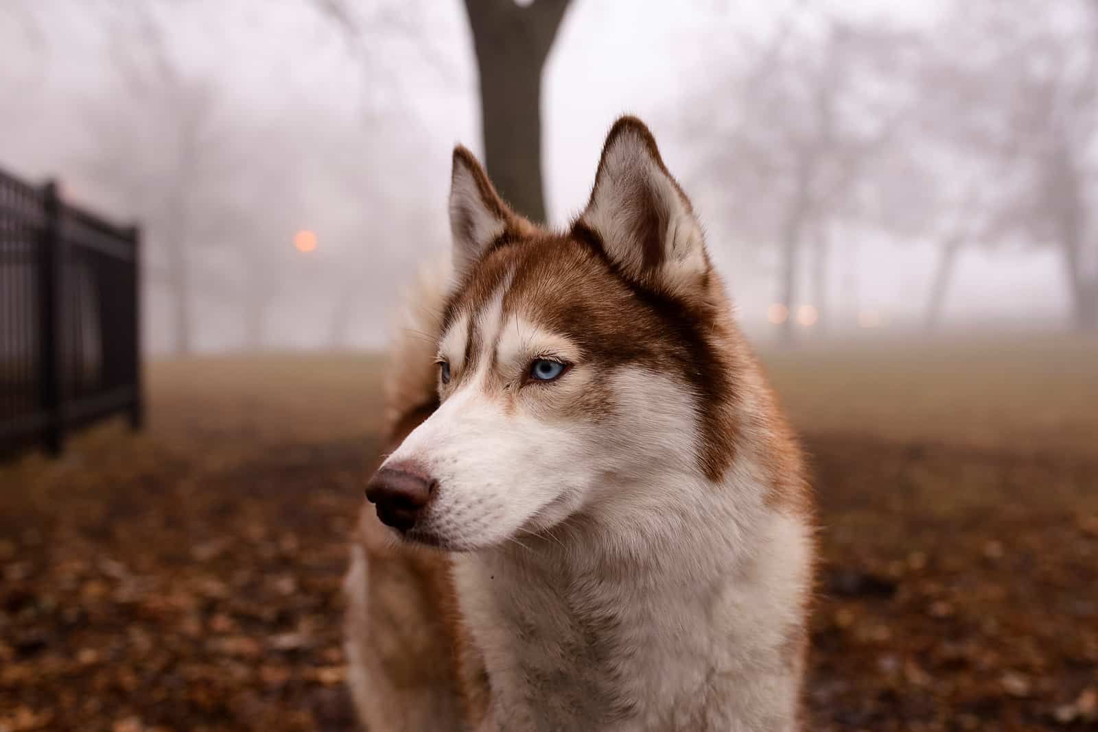 beautiful Siberian Husky stares into the distance