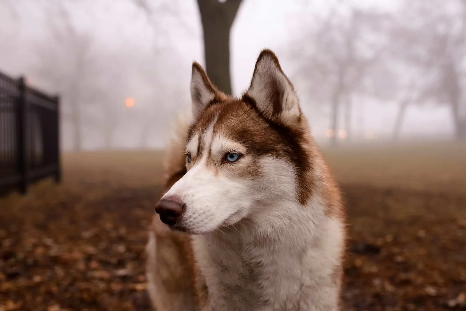 beautiful Siberian Husky stares into the distance