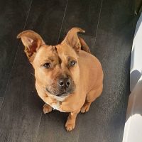 a crossbreed dog sits on the floor