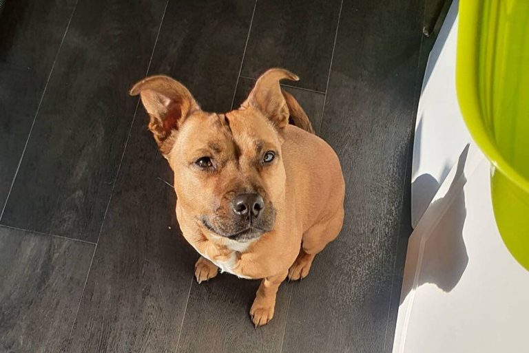 a crossbreed dog sits on the floor