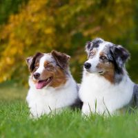 two australian shepherd dogs