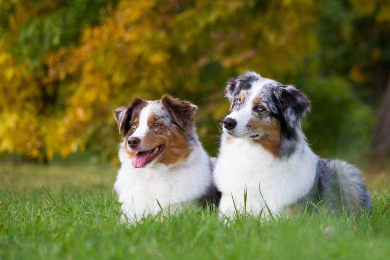 two australian shepherd dogs
