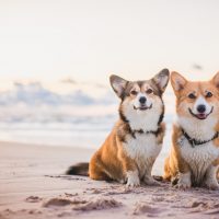 two corgi dogs sitting next to each other on the beach