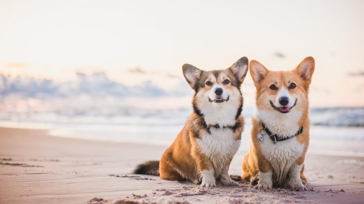 Male Vs Female Corgi – Is There A Difference? What You Need To Know