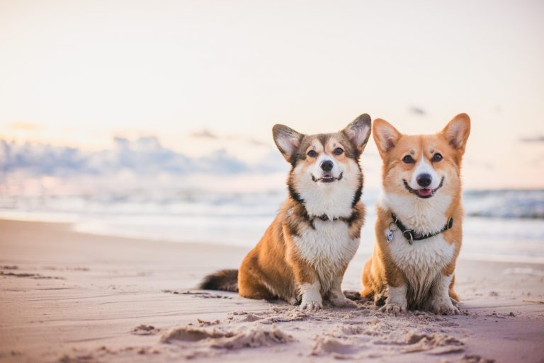 two corgi dogs sitting next to each other on the beach