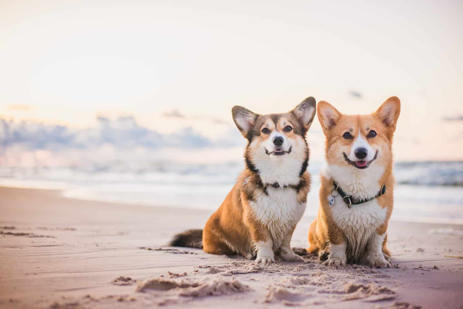 two corgi dogs sitting next to each other on the beach