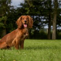 beautiful cocker spaniel dog standing outdoors