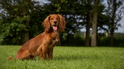 beautiful cocker spaniel dog standing outdoors