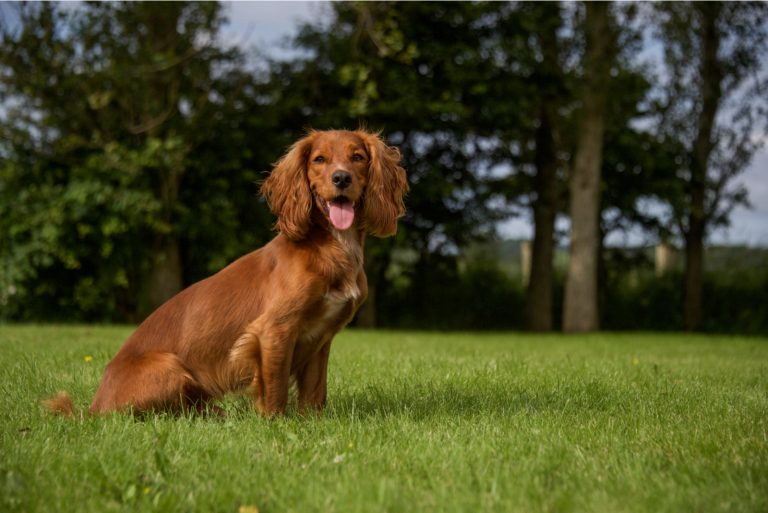 beautiful cocker spaniel dog standing outdoors