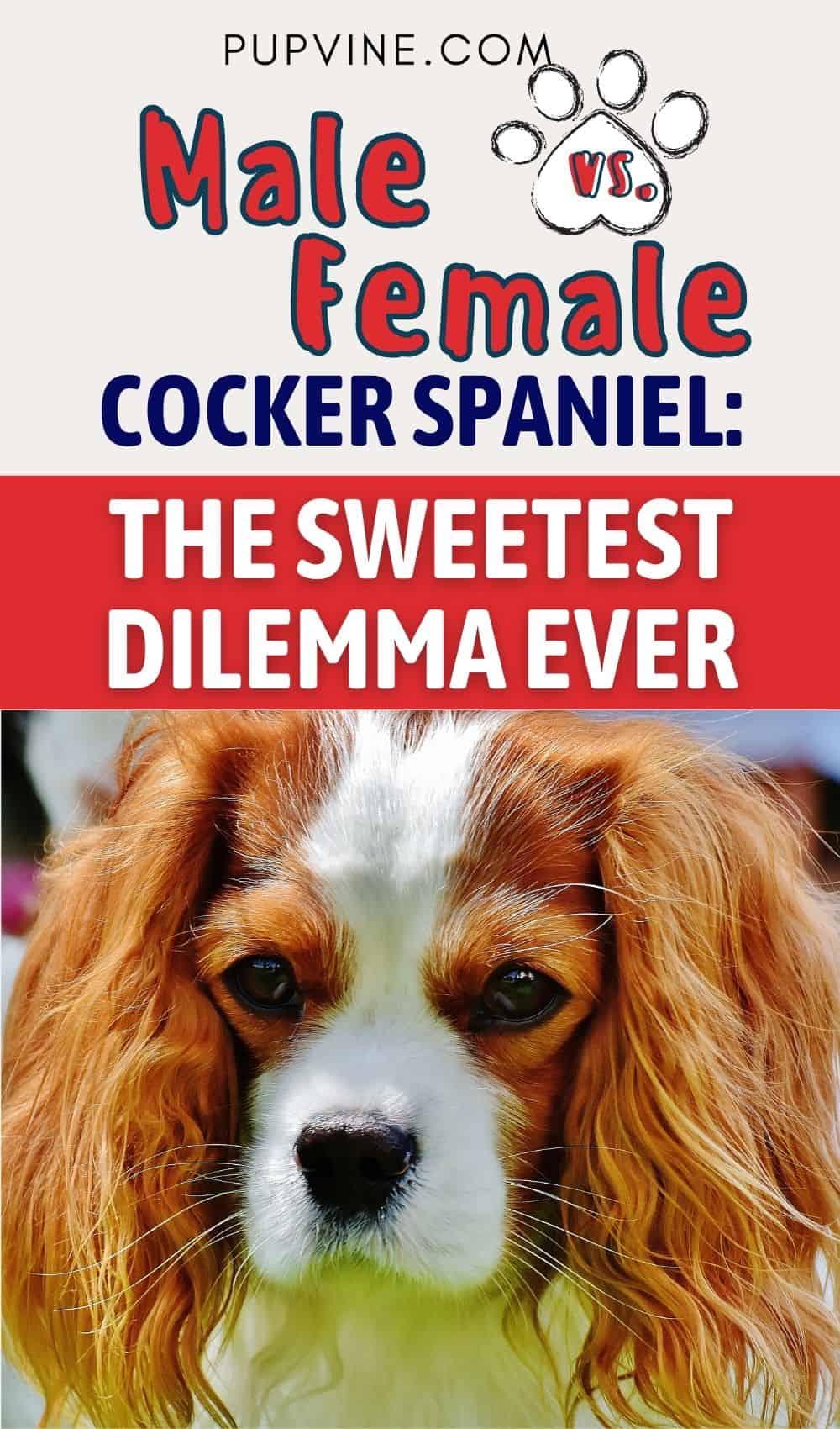 Male Vs. Female Cocker Spaniel: The Sweetest Dilemma Ever