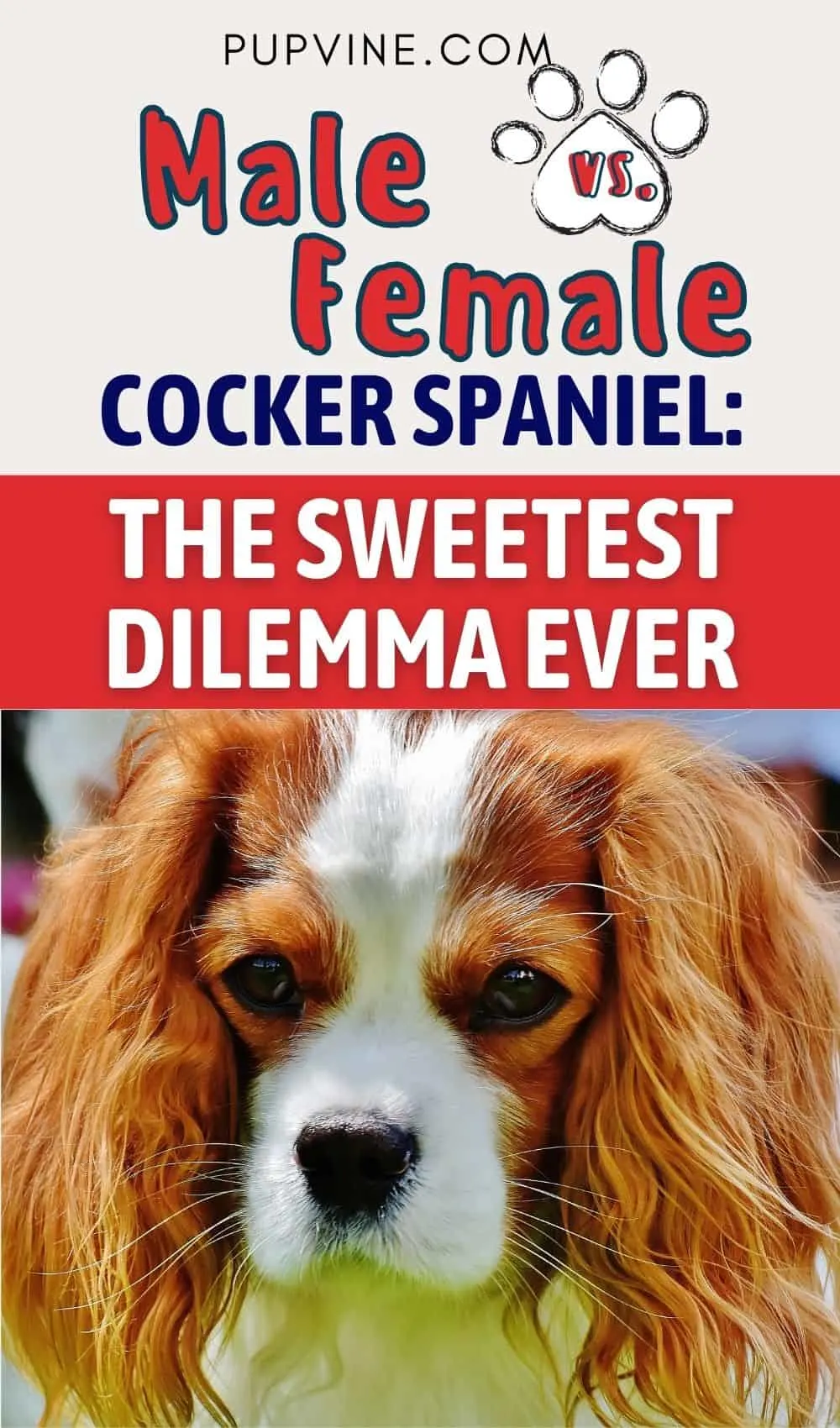 Male Vs. Female Cocker Spaniel: The Sweetest Dilemma Ever