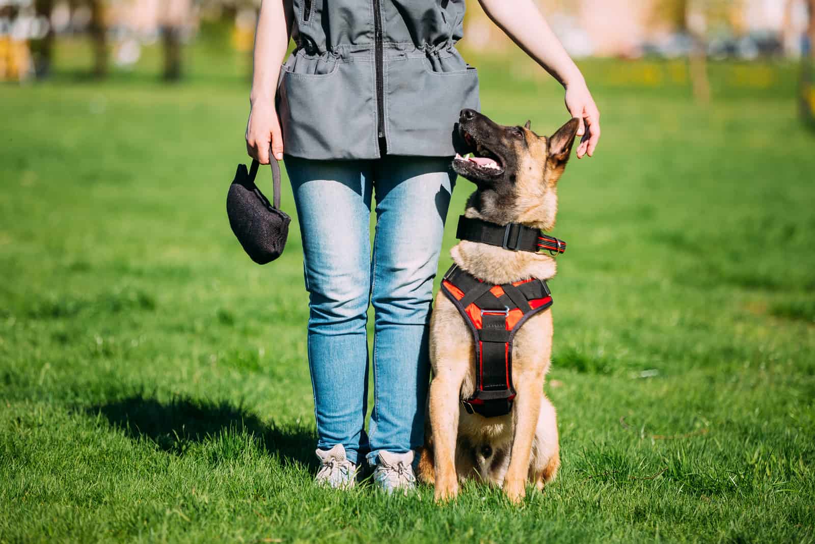 Malinois Dog Sit Outdoors In Green Summer Grass Near Owner