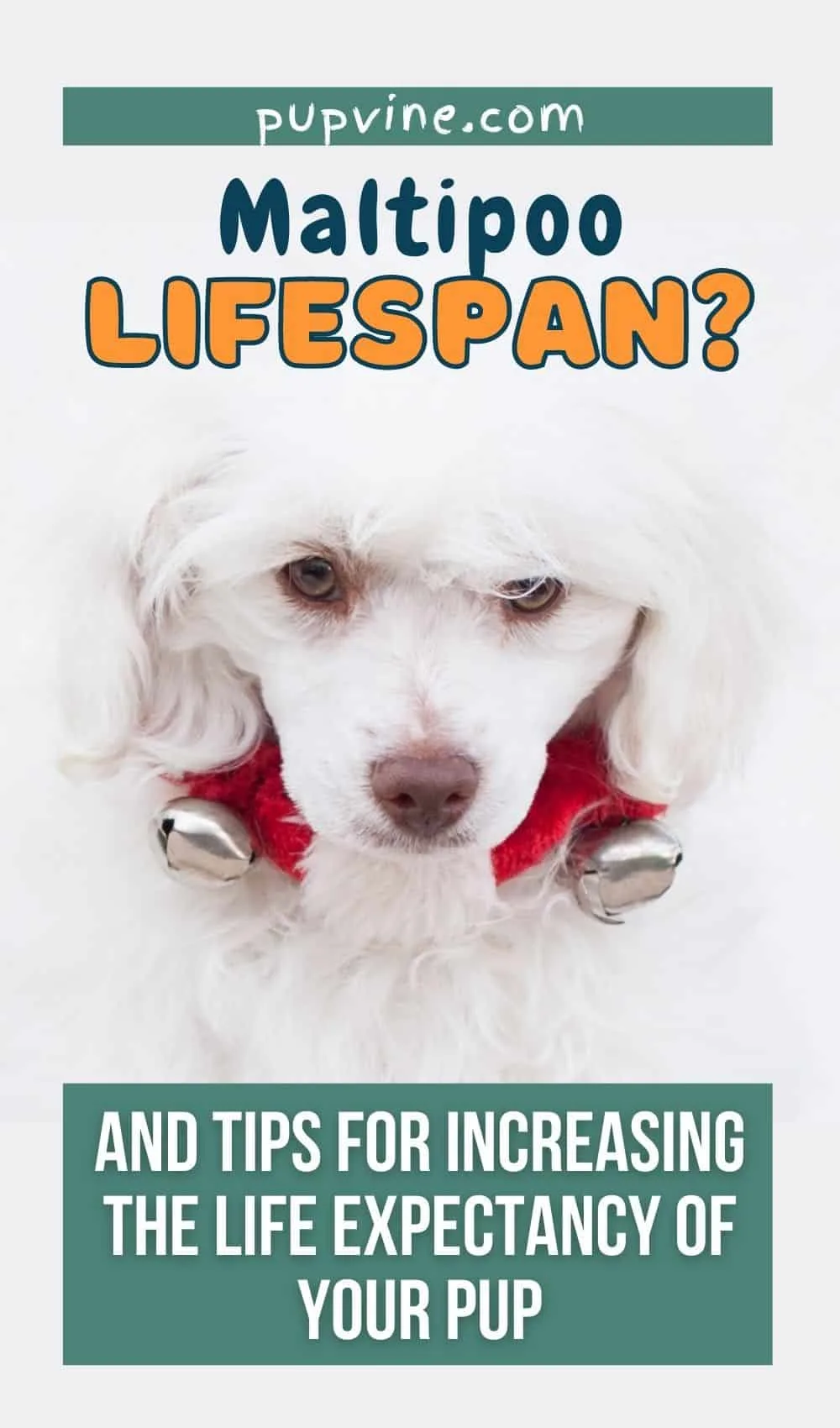 Maltipoo Lifespan And Tips For Increasing The Life Expectancy Of Your Pup