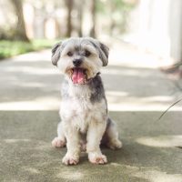 on the concrete in the yard sits the adorable Maltipoo dog