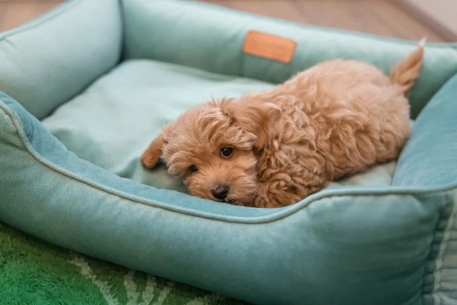 Maltipoo puppy is lying in a turquoise dog bed