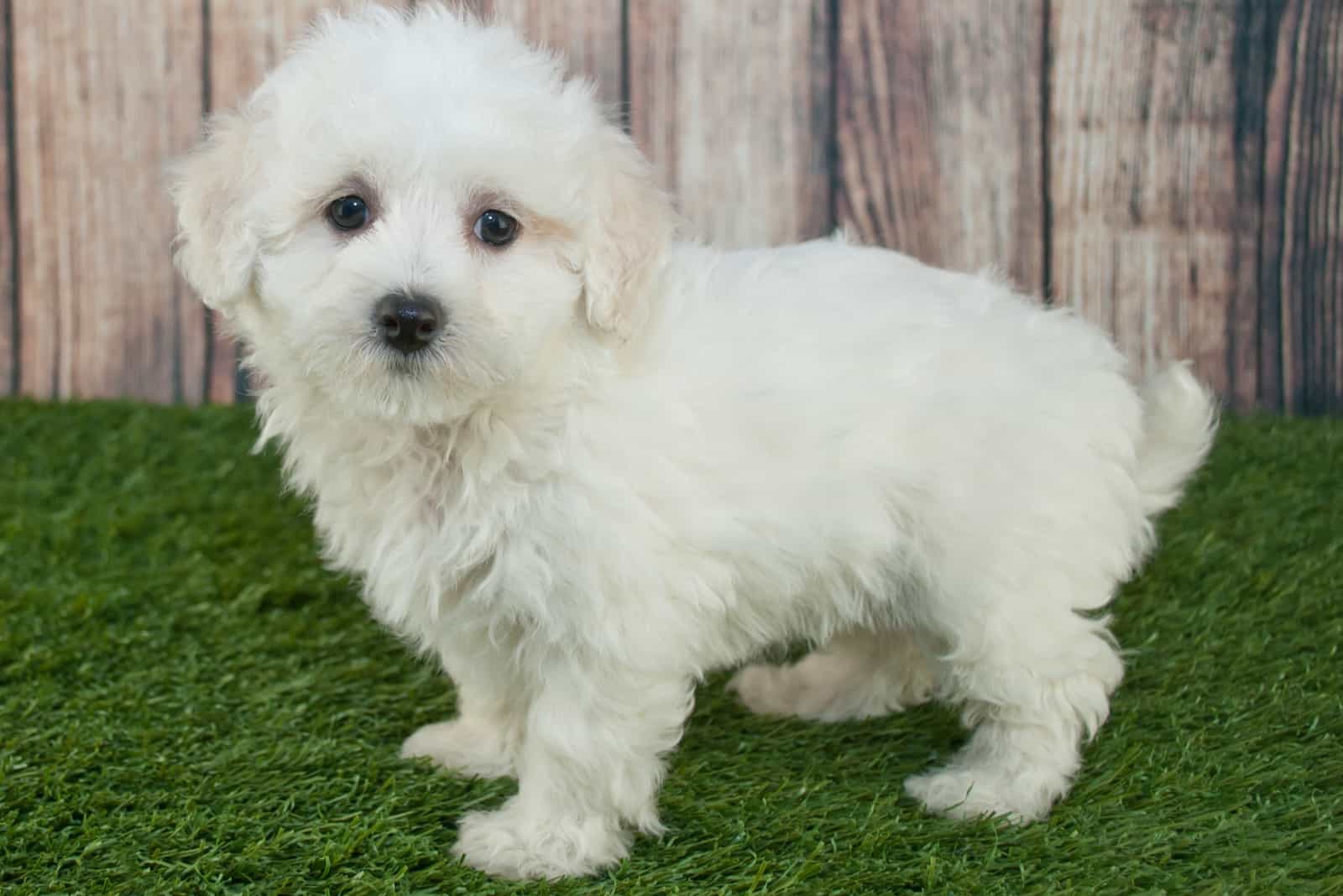 Maltippo puppy stands on the grass next to the fence