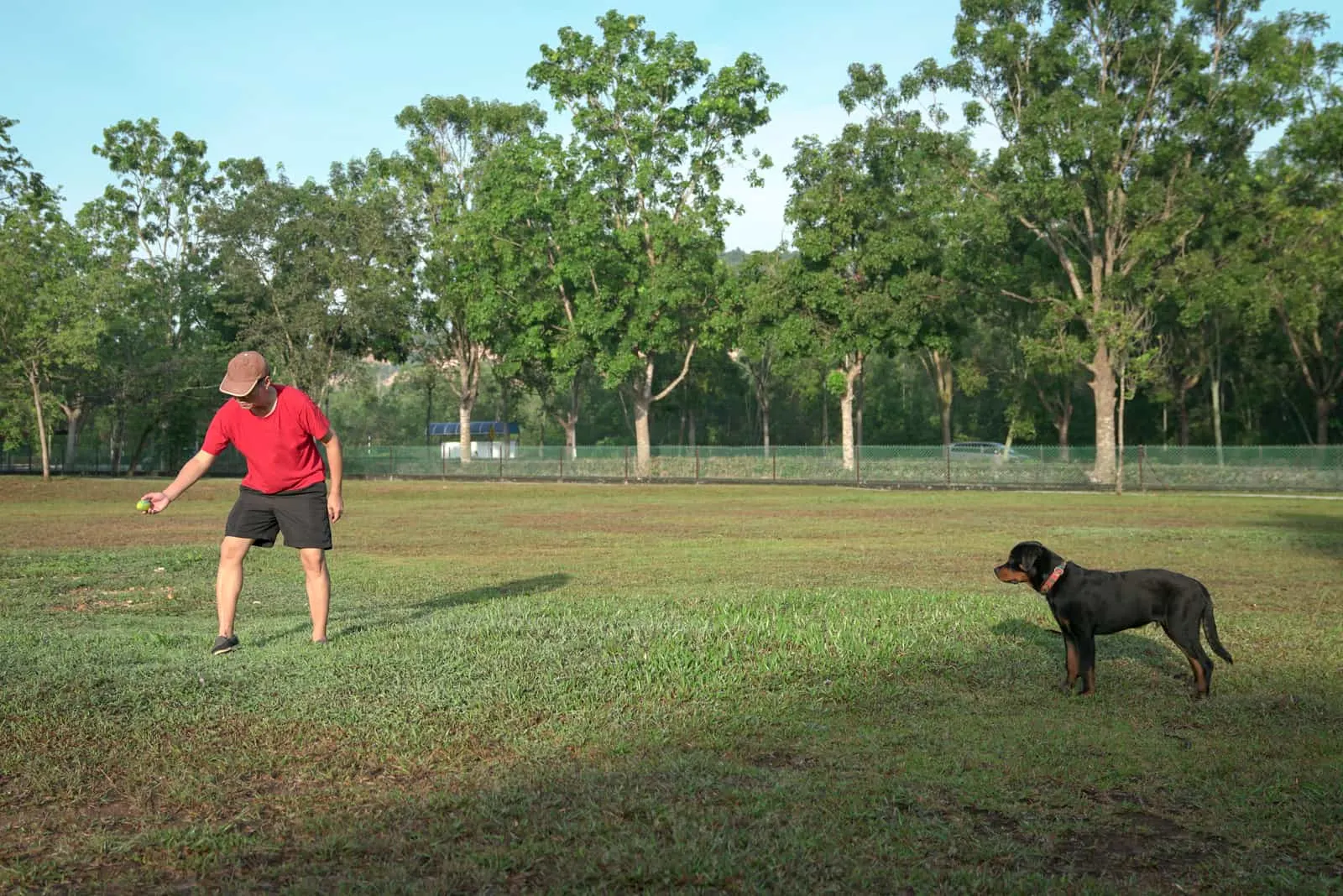 Man holding a toy, doing training with his Rottweiler puppy
