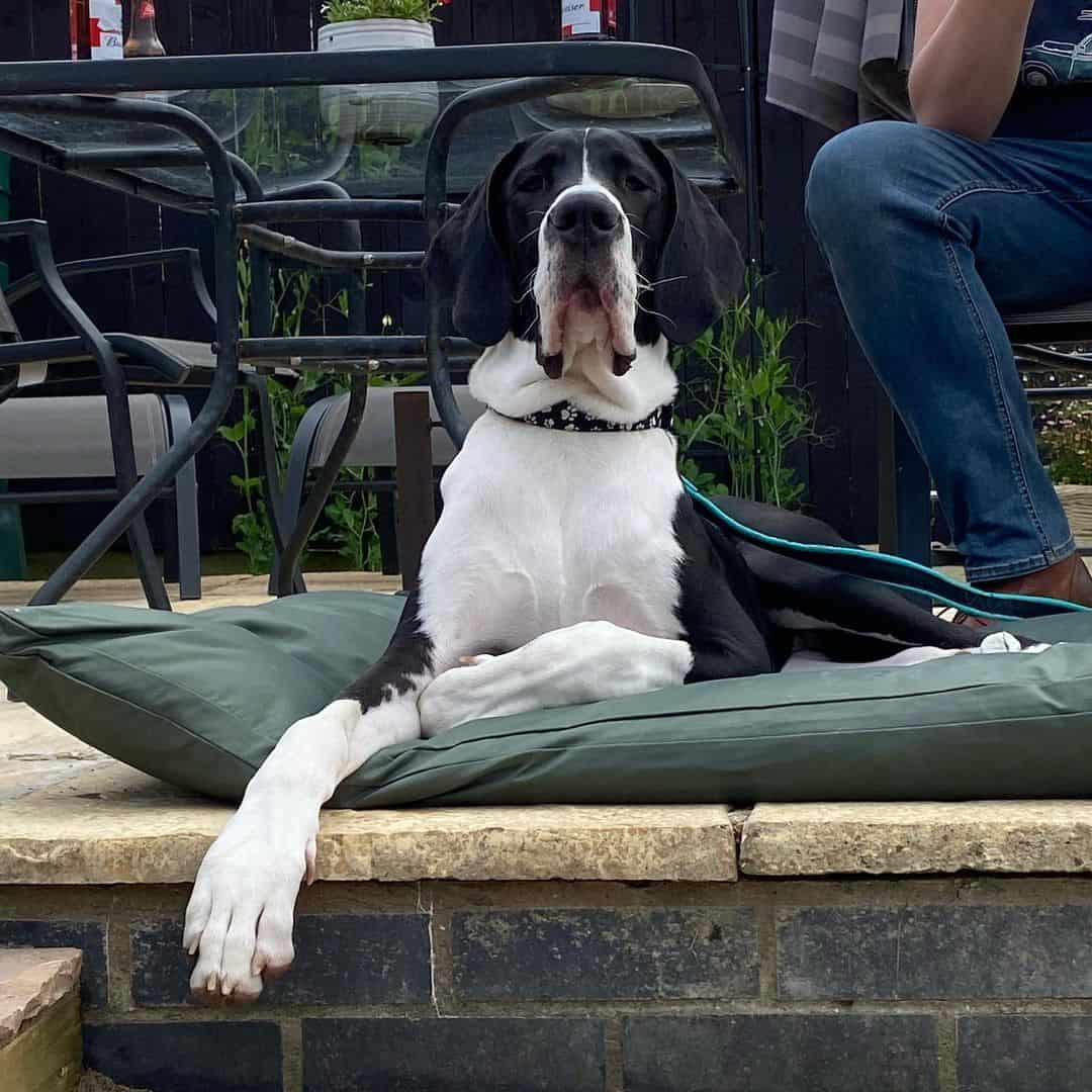 Mantle Great Dane sitting outside