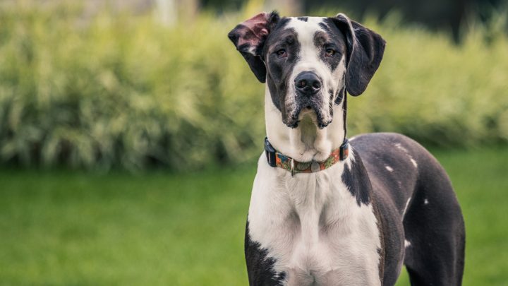 Mantle Great Danes: All The Great Dane Colors Explained