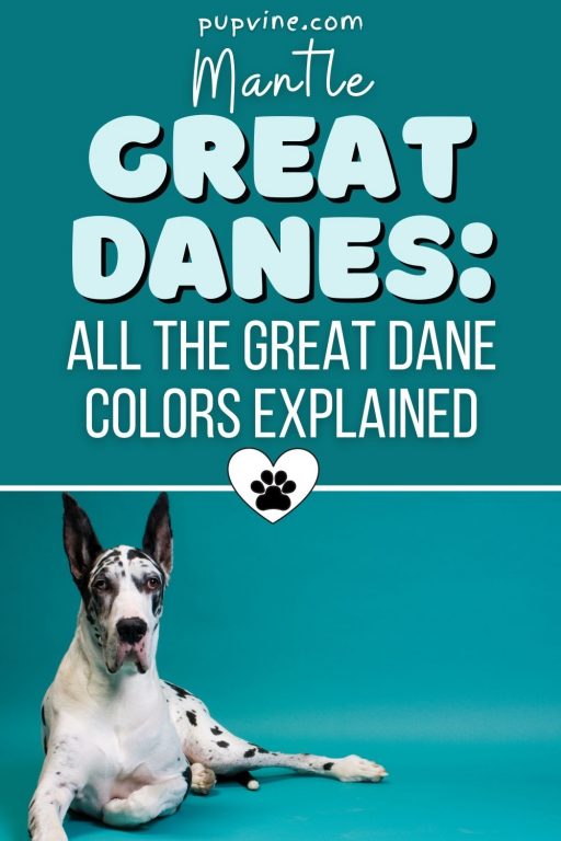 Mantle Great Danes All The Great Dane Colors Explained