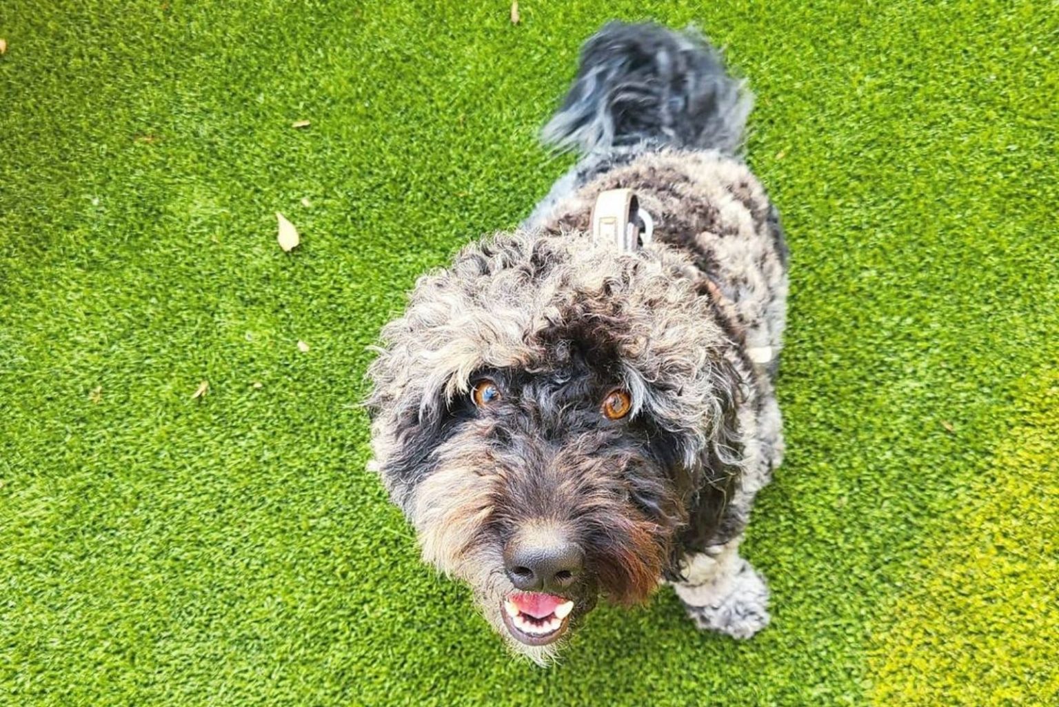 The Ultimate Guide To Goldendoodle Colors