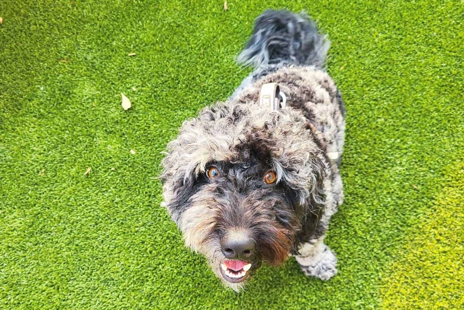 Merle Goldendoodle is sitting on the grass