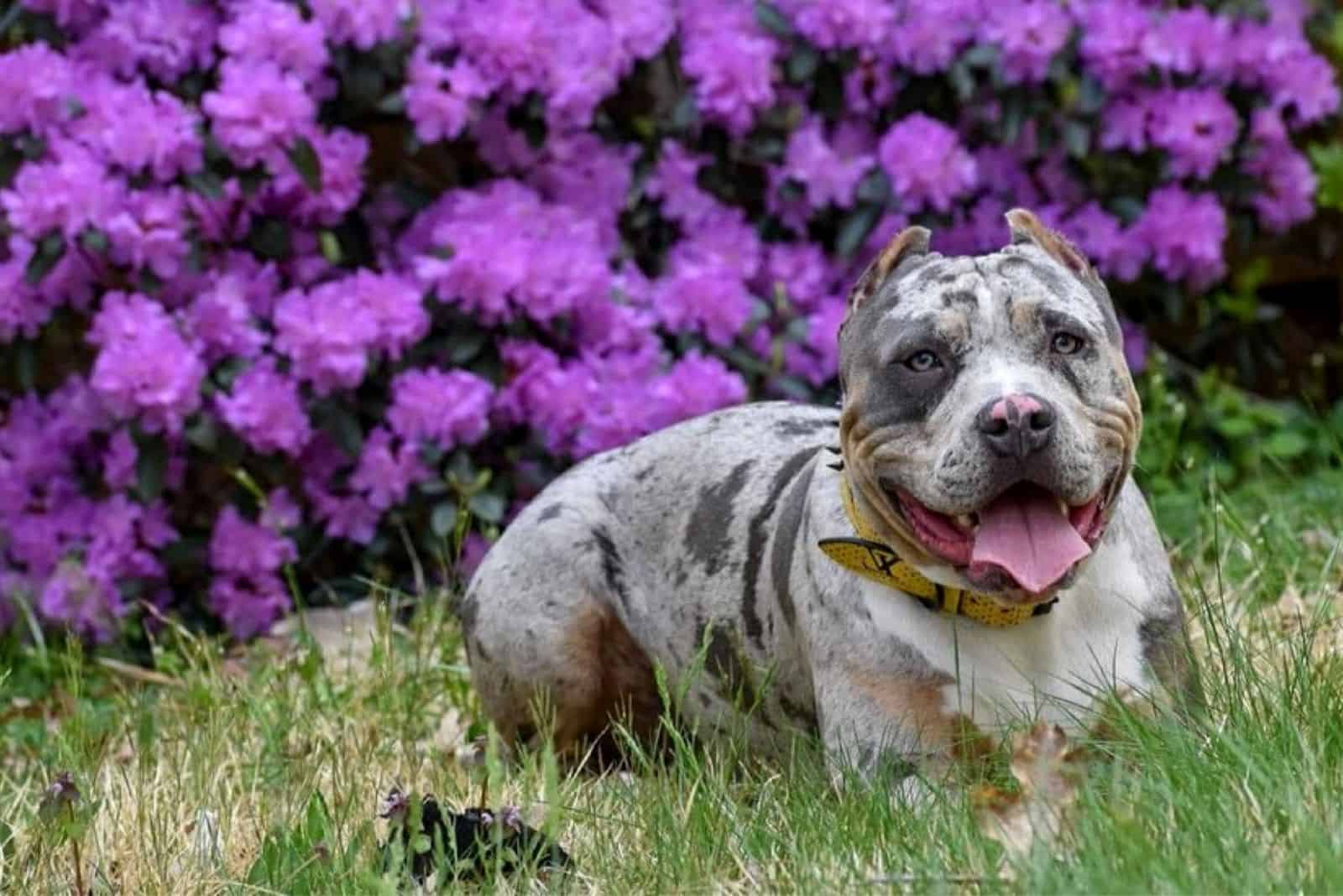 American shop pitbull merle