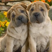 two mini hippo puppies