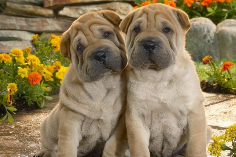 two mini hippo puppies