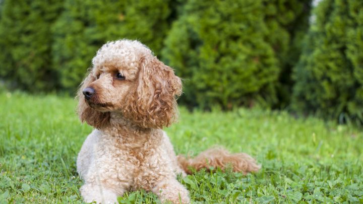 Moyen Poodles – 14 Questions Answered About These Curly Furballs