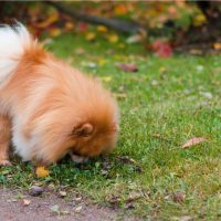 the dog sniffs something in the grass