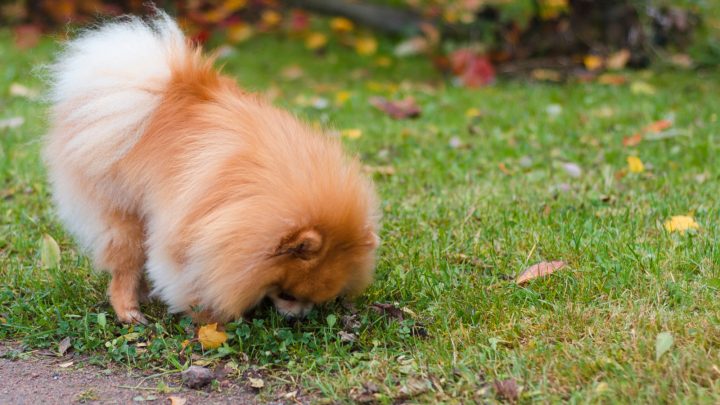 Dog Ate Condom: Should You Be Worried If This Happens?