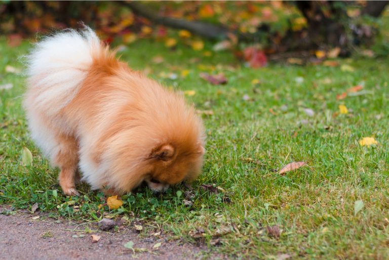 the dog sniffs something in the grass