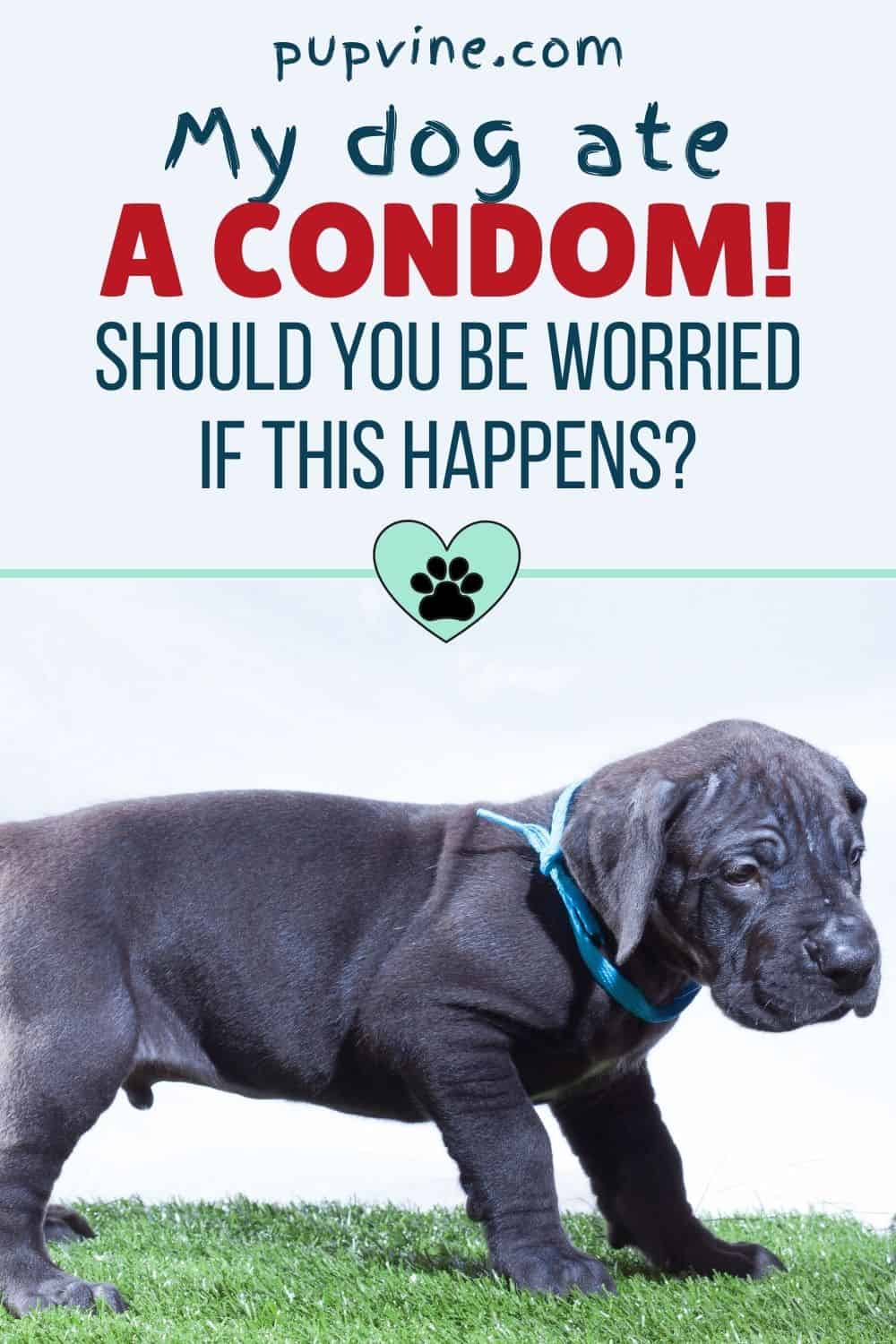 My Dog Ate A Condom! Should You Be Worried If This Happens?