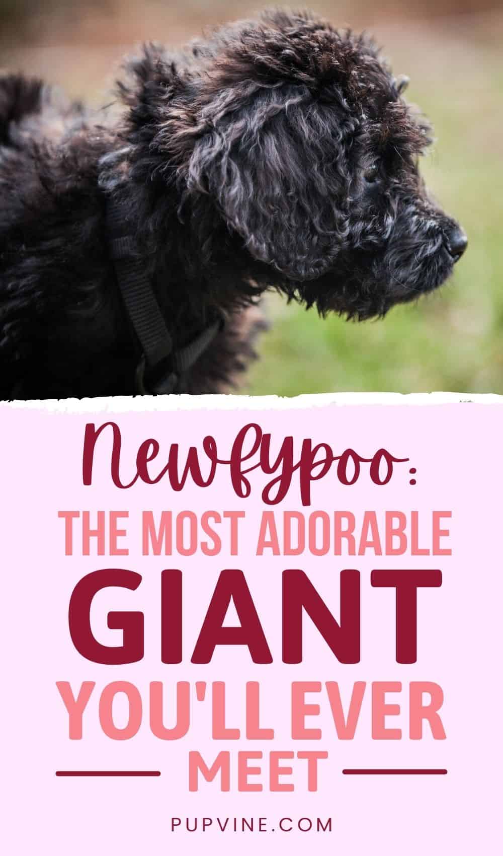 Newfypoo The Most Adorable Giant You'll Ever Meet