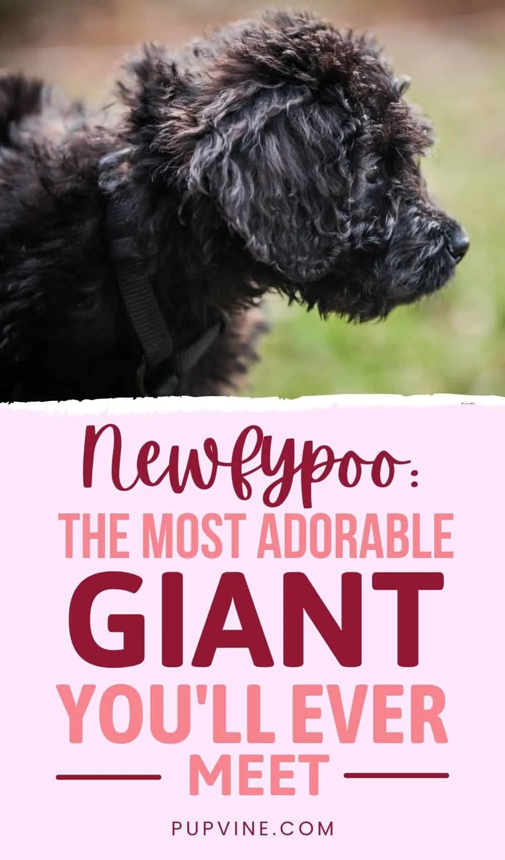 Newfypoo The Most Adorable Giant You'll Ever Meet
