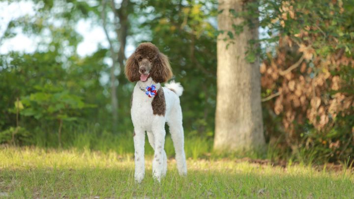 Parti Poodle: A Fun Version Of The Standard Poodle Or A Breed On Its Own?