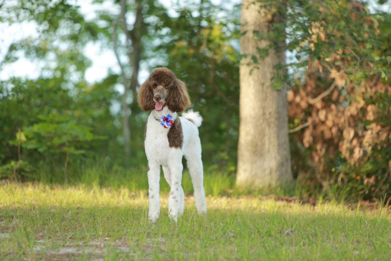 Parti Poodle standing on the grass in the park