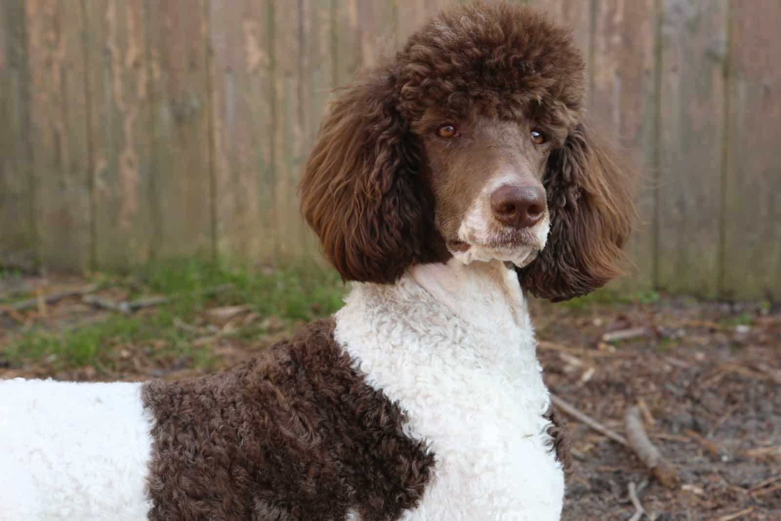 Parti Poodle portrait