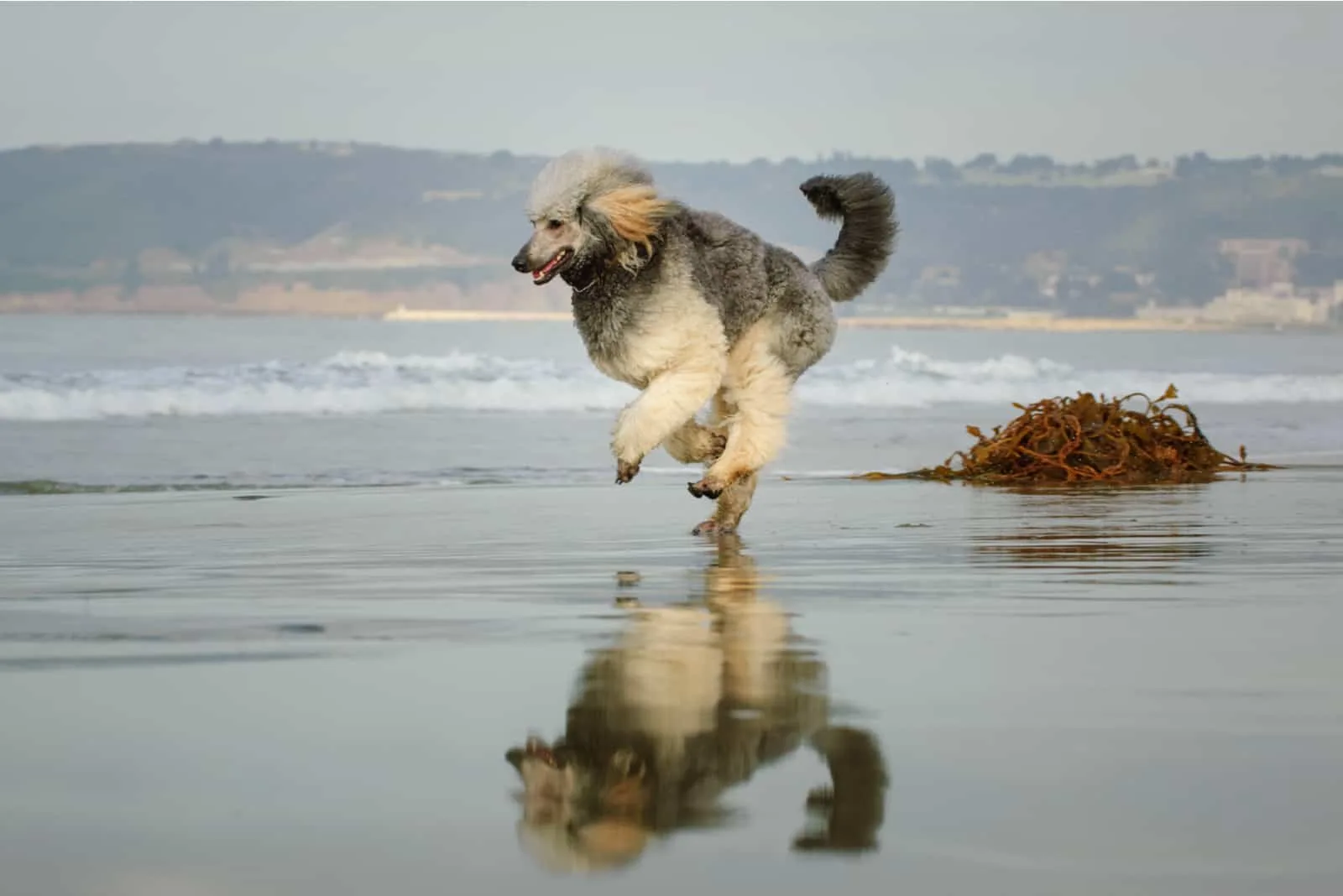 Parti Poodle runs along the wet sandy beach