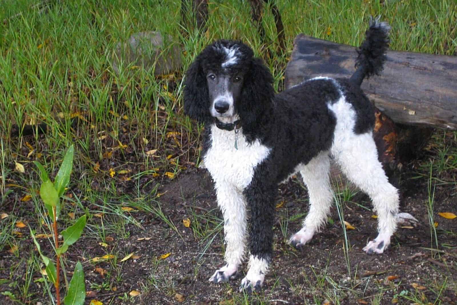 Parti Poodle stands in nature