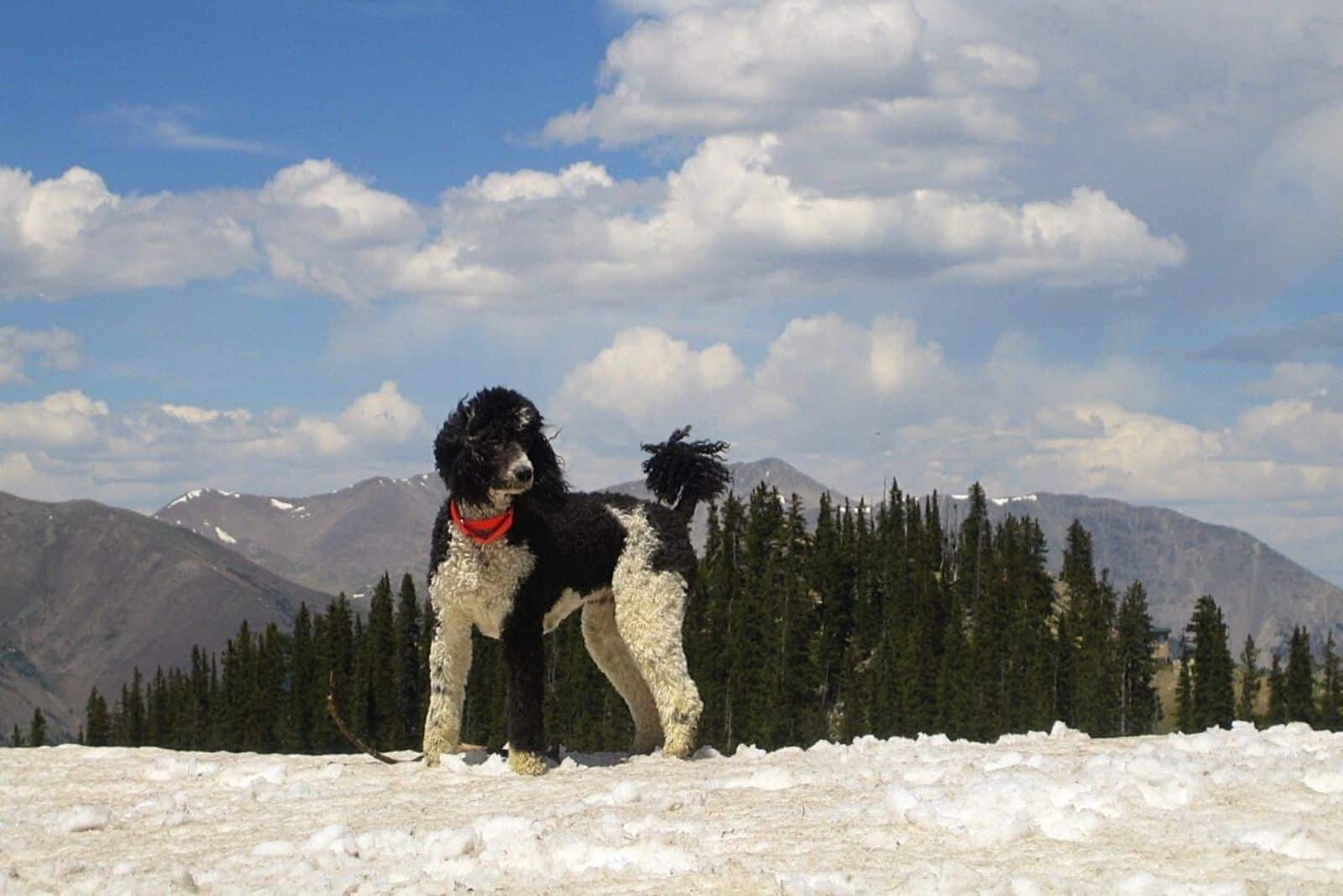 Parti Poodle stands in the snow on the mountain